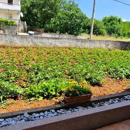 Pinezić